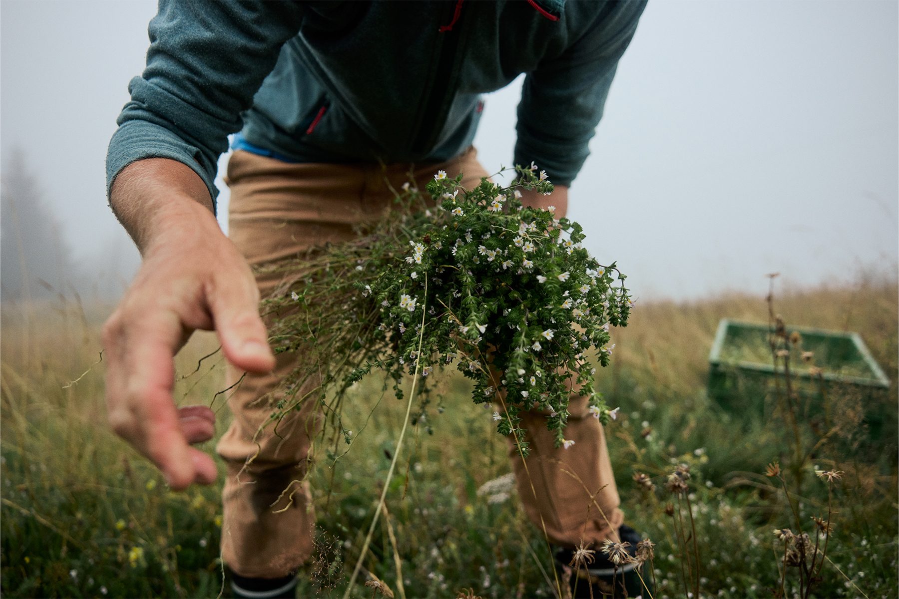 WALA Euphrasia Augentropfen: Wild gesammelt. Natürlich gut.
